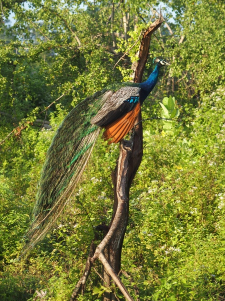 Un paon, l'emblème du Sri Lanka